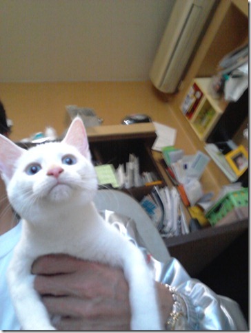 シャム猫とロシアンのミックスホワイト仔猫 サムネイル2