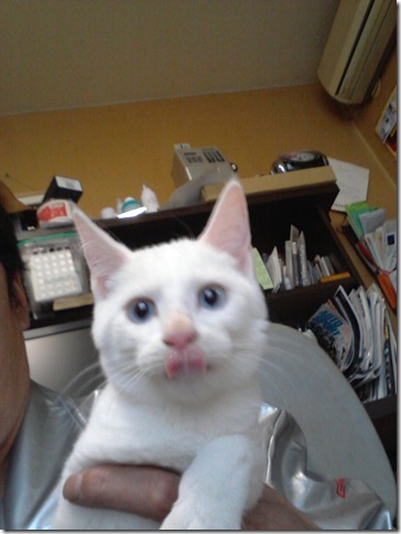 シャム猫とロシアンのミックスホワイト仔猫 サムネイル7