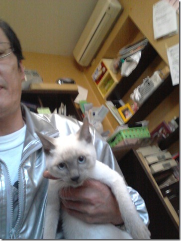 シャム猫とロシアンのミックスホワイト仔猫 サムネイル3