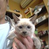 シャム猫とロシアンのミックスホワイト仔猫 サムネイル1