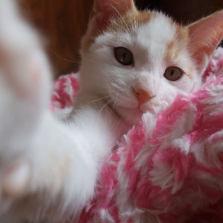 赤い糸を見つけられました！