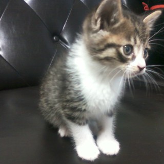 生後一ヶ月ほどの子猫です