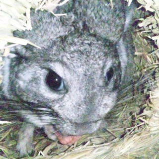 生後半年 チンチラ 女の子