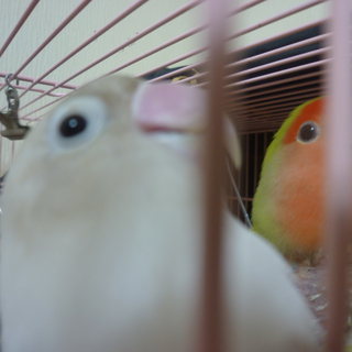 子桜インコとボタンインコのペア