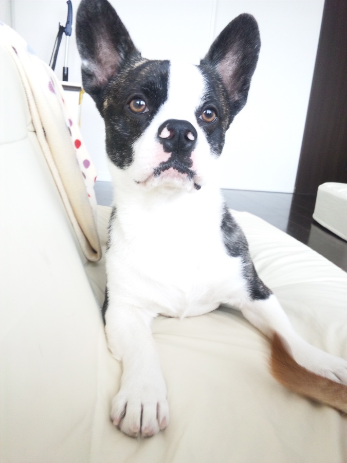 フレンチブル×コーギーの...」広島県 - 犬の里親募集(1685) :: ペットのおうち【月間利用者150万人！】