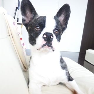 フレンチブル×コーギーのMIXです