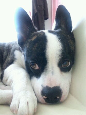 フレンチブル×コーギーの...」広島県 - 犬の里親募集(1685) :: ペットのおうち【月間利用者150万人！】