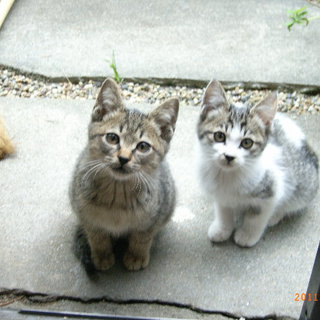 子猫の里親さんを募集しています