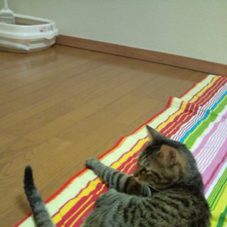 名前はパレです。里親になってください。