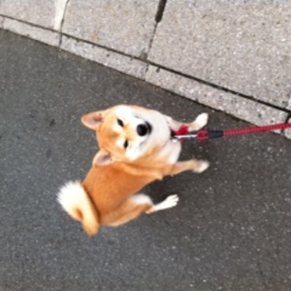 柴犬の里親募集