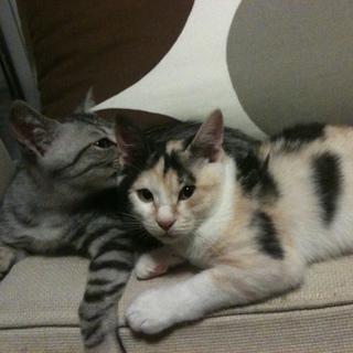 生後３ヶ月の兄妹