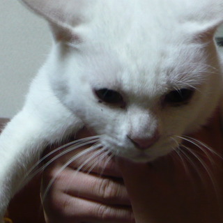 家族のようにかわいがっていただける里親さん募集します。