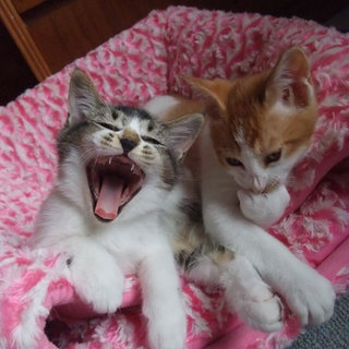 兄弟で同じ赤い糸を見つけられました！