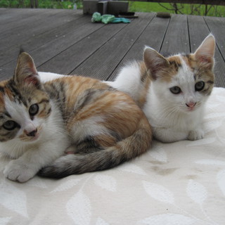 三毛（雑種）子ネコ 2匹」三重県 - 猫の里親募集(1701) :: ペット