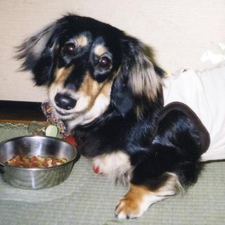 里親がみつかりました