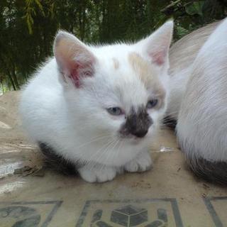 ありがとうございました。