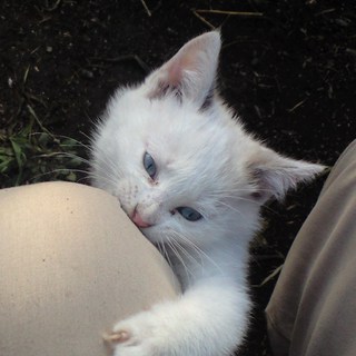 ありがとうございました。