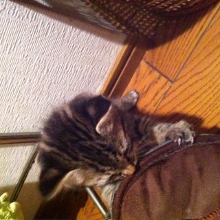 子猫の里親さま募集しております！