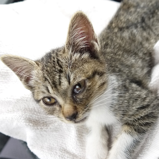 生後2ヶ月位 女の子の里親募集