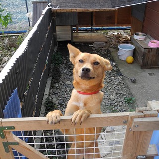 ラッキーをもらってください