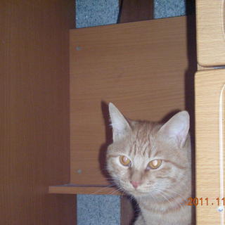 元気いっぱい男の子の団体です。