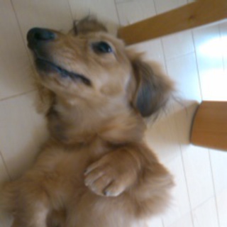 里親を探してます