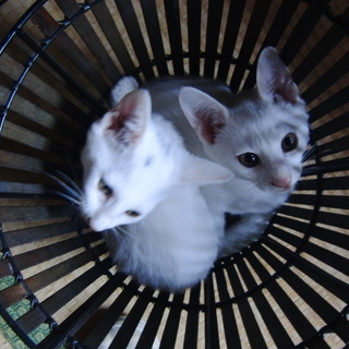 白猫二人組みです