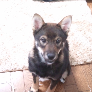 豆柴とミニチュアシュナウザーの雑種です