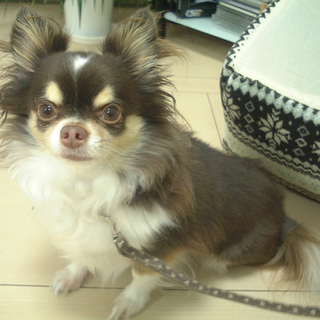 ロングコート　チョコレートタン