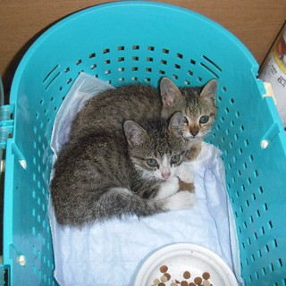 ノラの子猫２匹の里親を募集します。