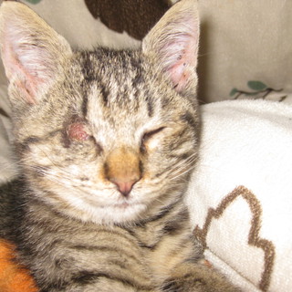 3か月の男の子です♪