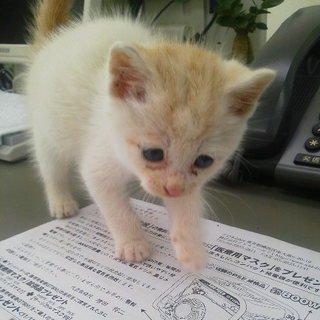 仔猫の里親募集！