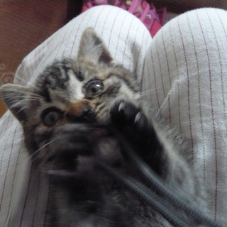 子猫を保護しています