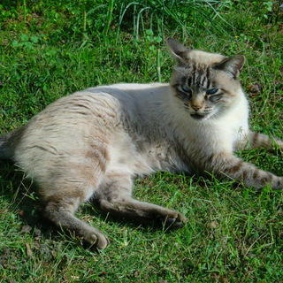 水色の瞳がカワイイ＊