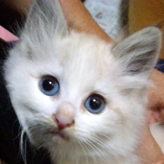 ありがとうございました