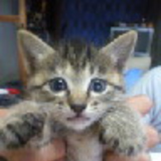 1ヶ月のおとなしい仔です・里親募集