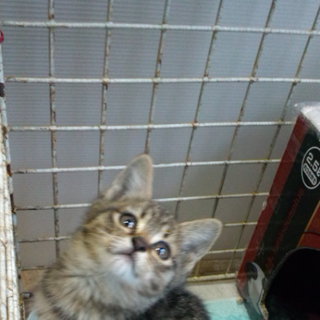 キジトラちゃんです