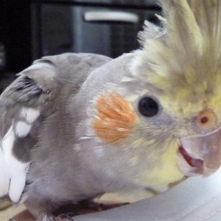 オカメインコの里親募集