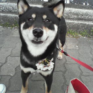 里親が決まりました