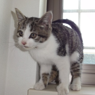 生後２ヶ月半メス子猫