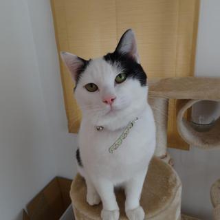 成猫の里親募集中