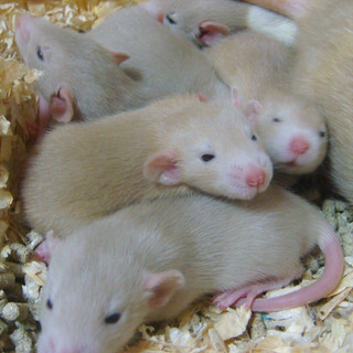 ダンボファンシーラット　ベビー