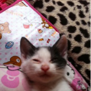 子猫２匹です☆