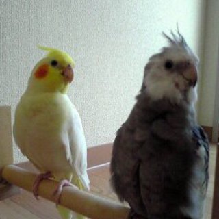 オカメインコ２羽