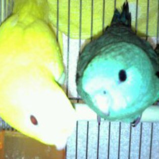 サザナミインコ（ルチノー）