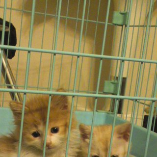 かわいがってくれる里親募集しています