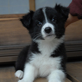  ボーダーコリー×ボーダーコリー　2011年9月9日生