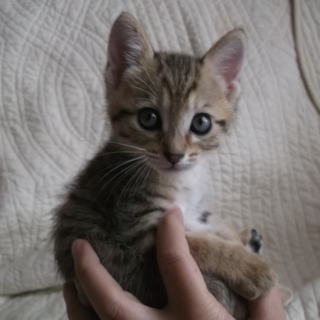 子猫の里親募集