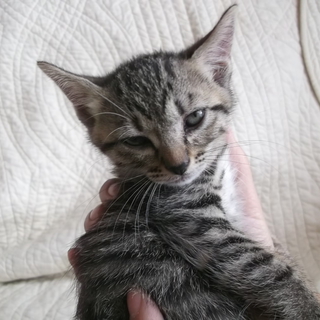 子猫の里親募集