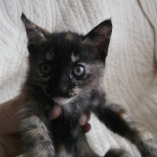 子猫の里親募集